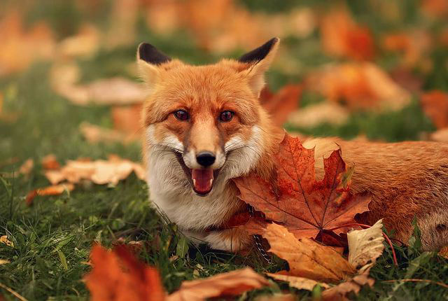 фотосессия с лисой